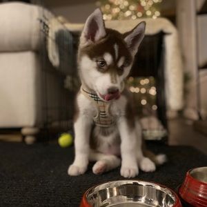 Meet your Posher, Emma